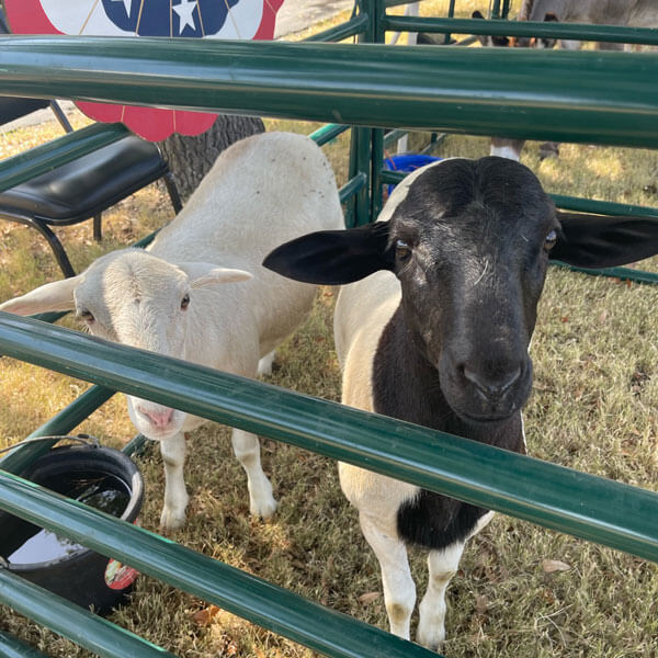 Two sheep are in a pen with a flag at a festival's petting zoo in Dallas, TX
