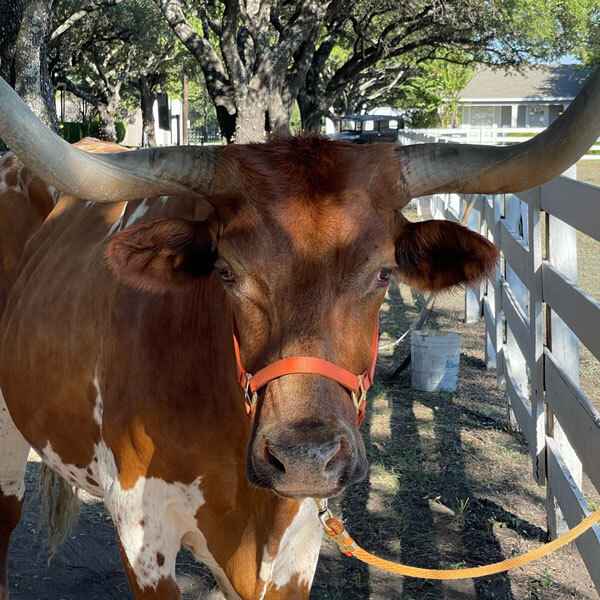Live Longhorn photos available for event planning in the DFW metroplex